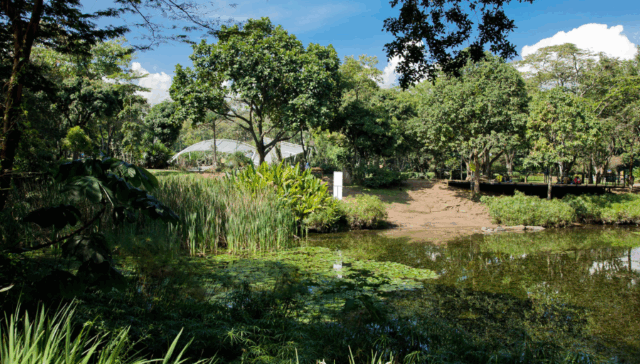 Jardin-Botanico-Medellin-4